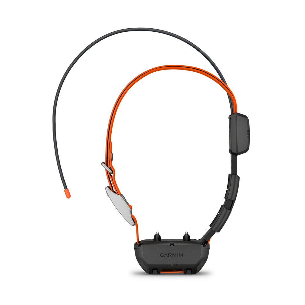 Garmin Alpha TT 25 LED illumination shows dog in low light scenarios