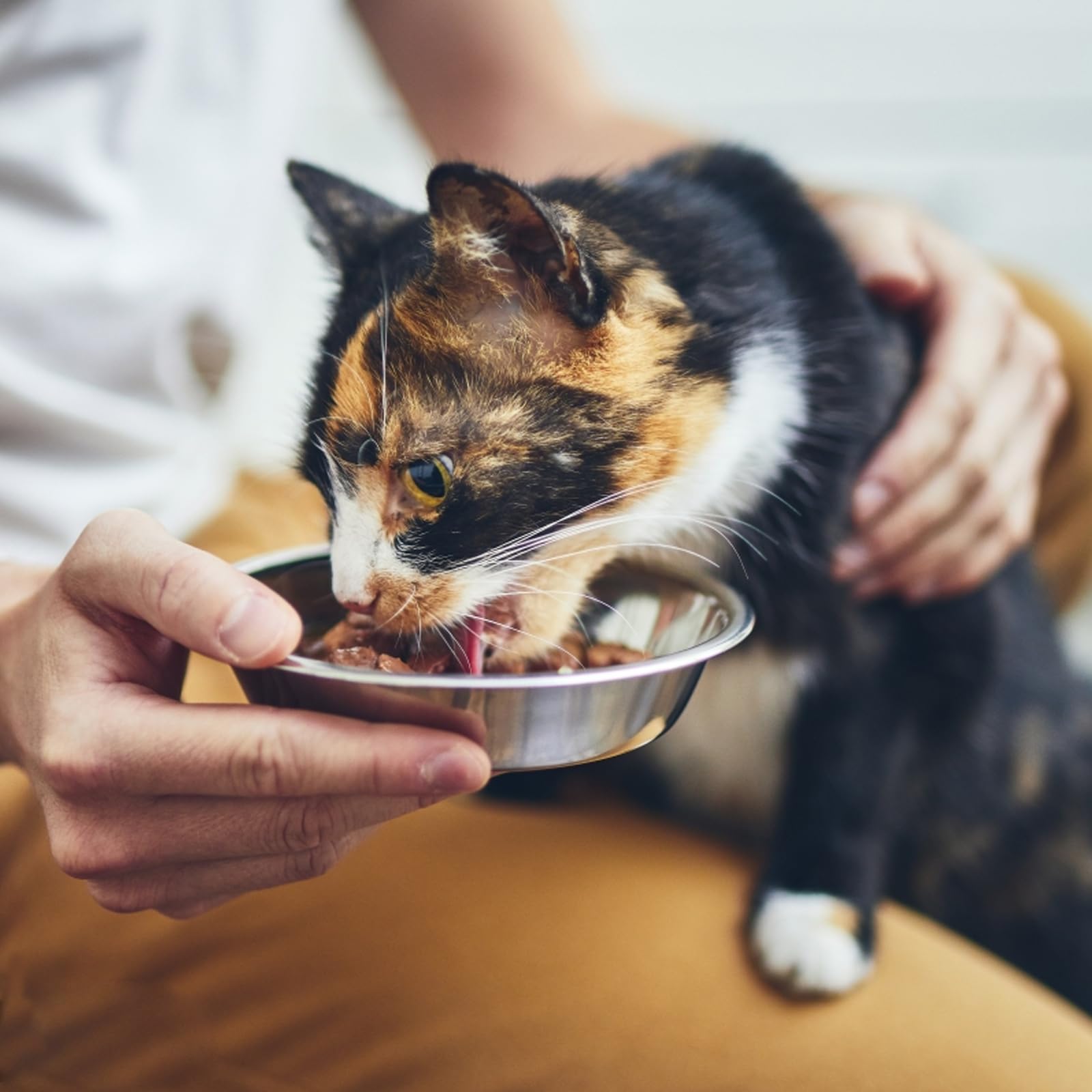 GCVOPTON multifunction cat bowl suitable for water and kibble.