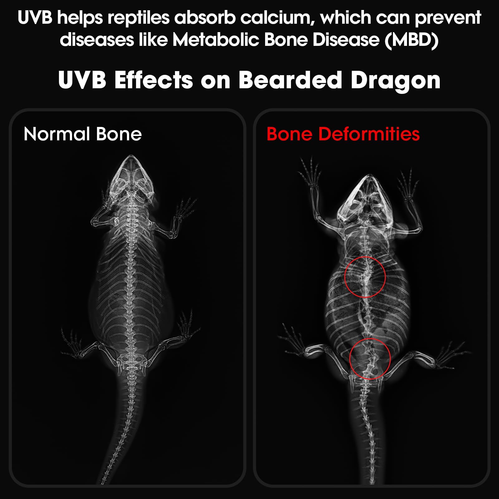 GeeKoit UVB light timer display for reliable day-night cycles.