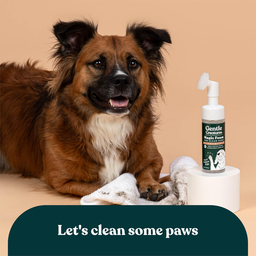Gentle Creatures paw cleaning routine uses Magic Foam for clean paws after outdoor play.