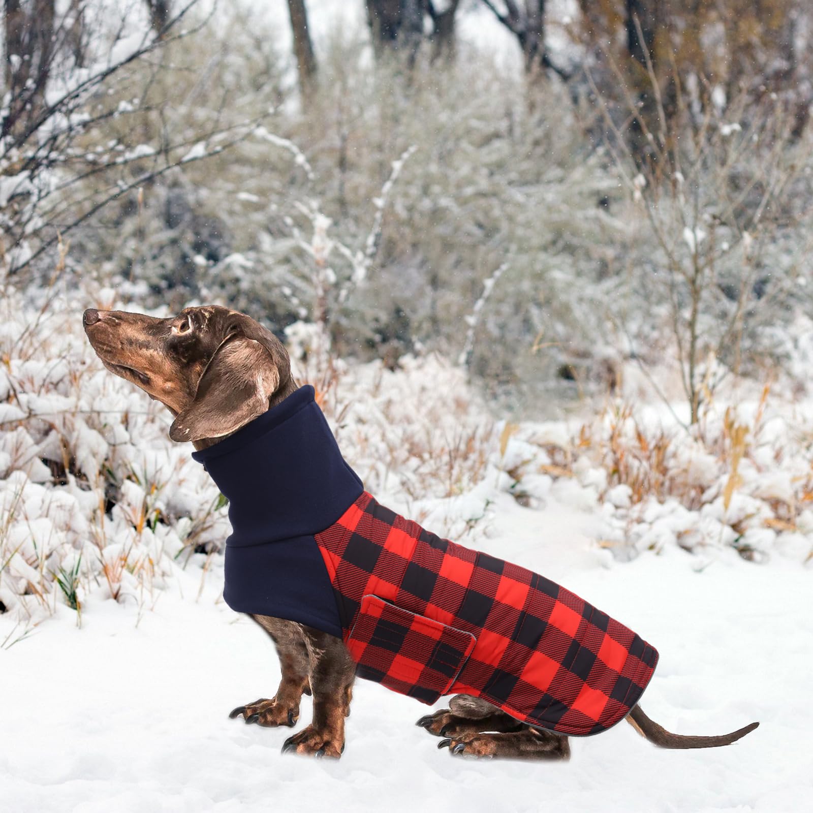 Geyecete warm dachshund coat keeps your dog dry and cozy outside