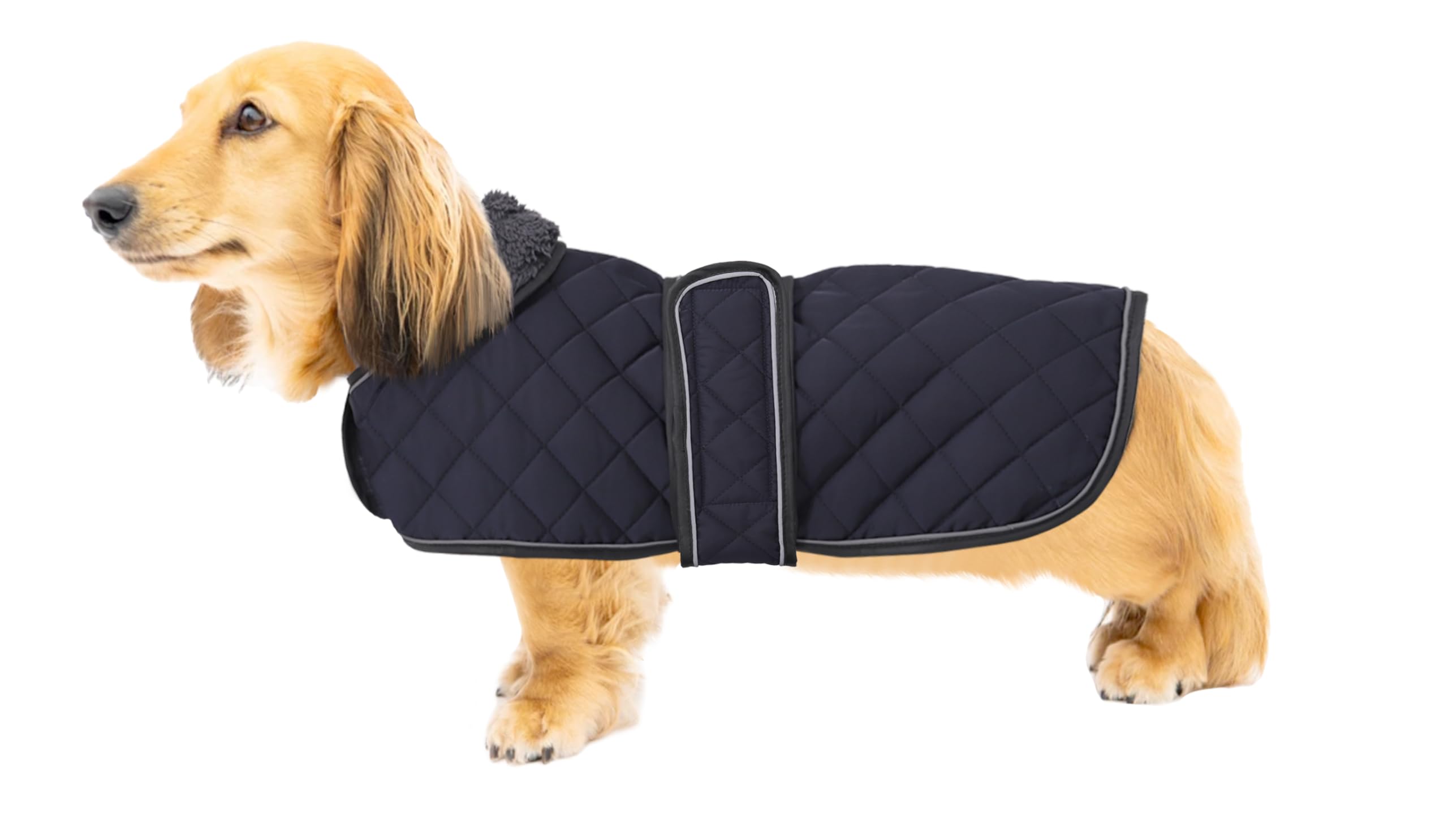 Geyecete dachshund coat with waterproof outer fabric for rain protection.