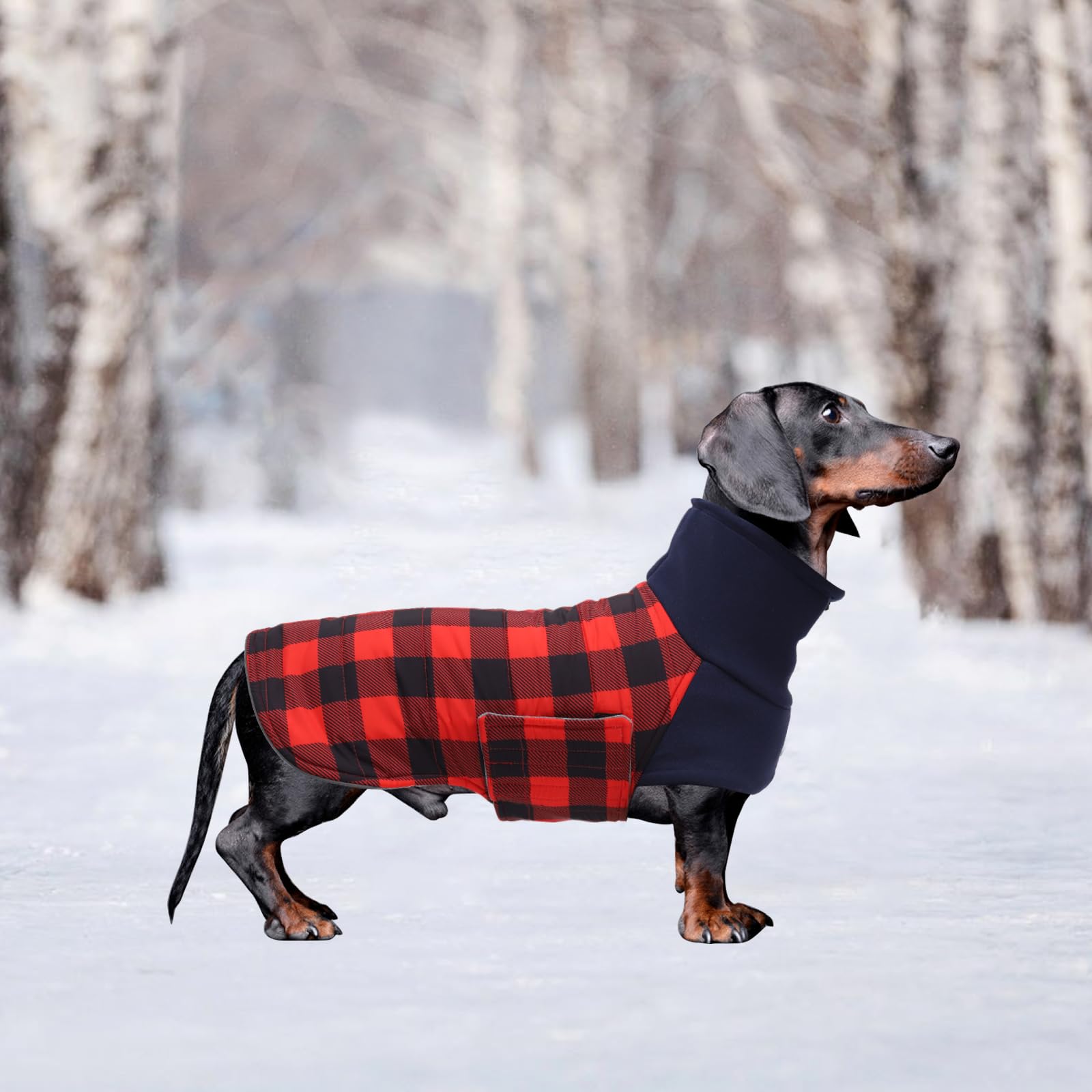 Geyecete dachshund coat is waterproof and windproof for rainy days