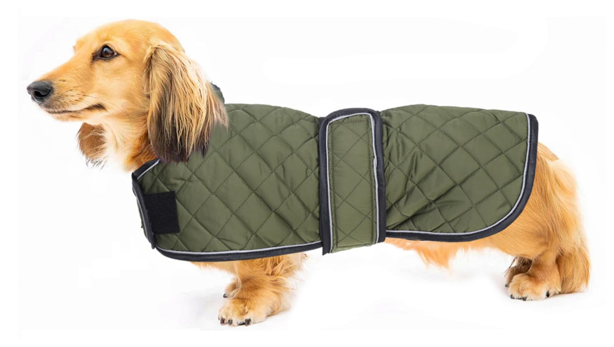 Geyecete warm-thermal-quilted-dachshund-coat front view keeps your dog warm on walks.