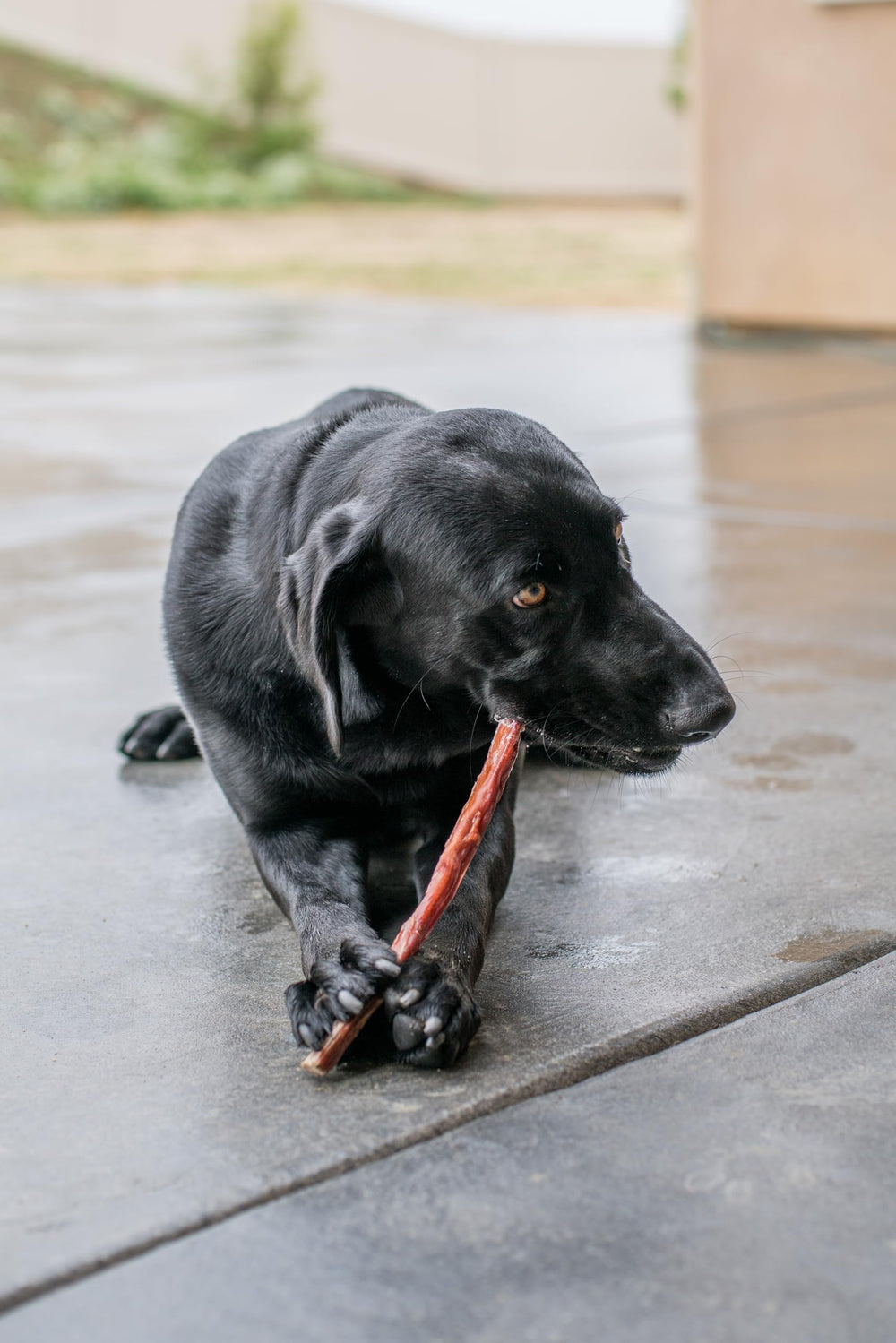 Gigabite hypoallergenic safety focus shown on bag suggesting safe chewing for sensitive pets