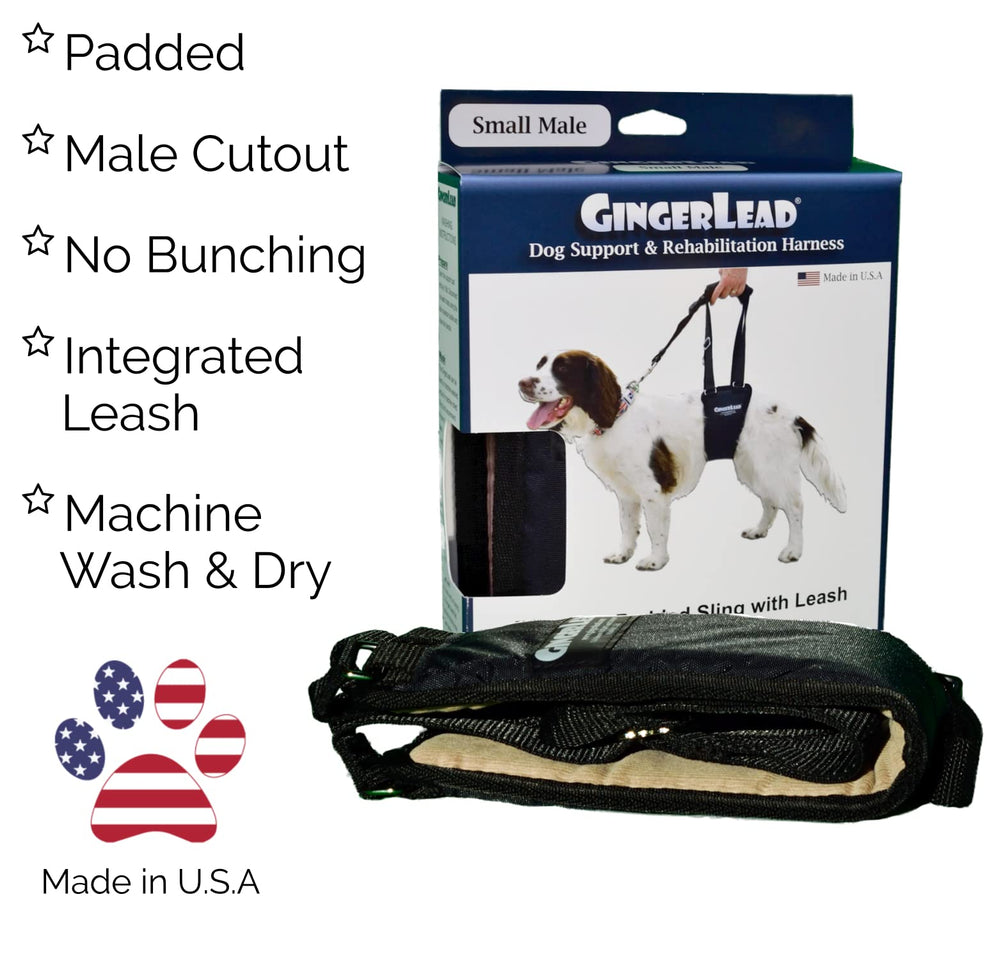 GingerLead demonstrates adjustable length for upright lifting and steady posture.
