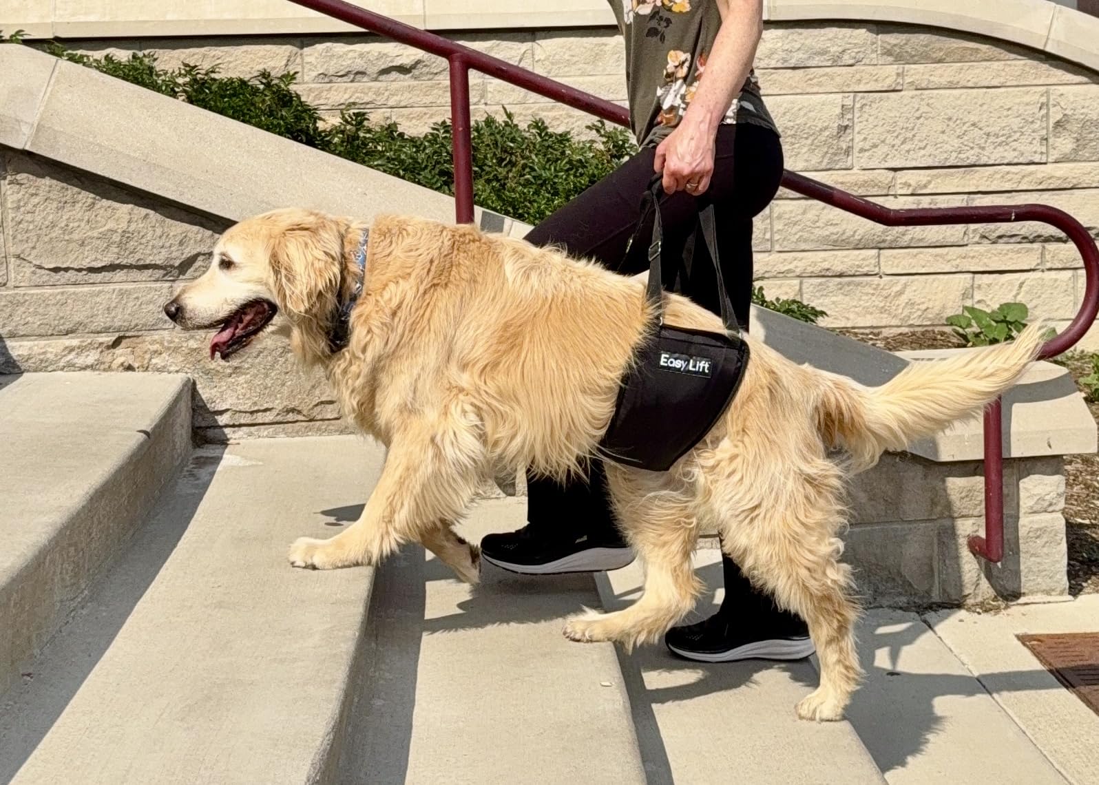 GingerLead Easy Lift Sling helps dogs navigate stairs with balanced support.
