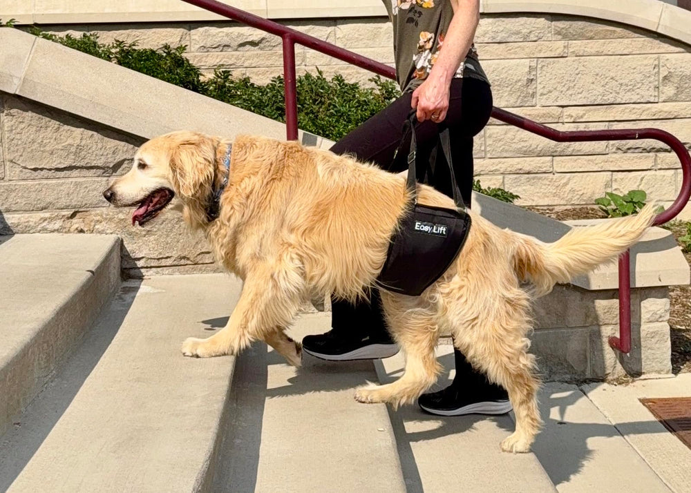 GingerLead Easy Lift Sling helps dogs navigate stairs with balanced support.