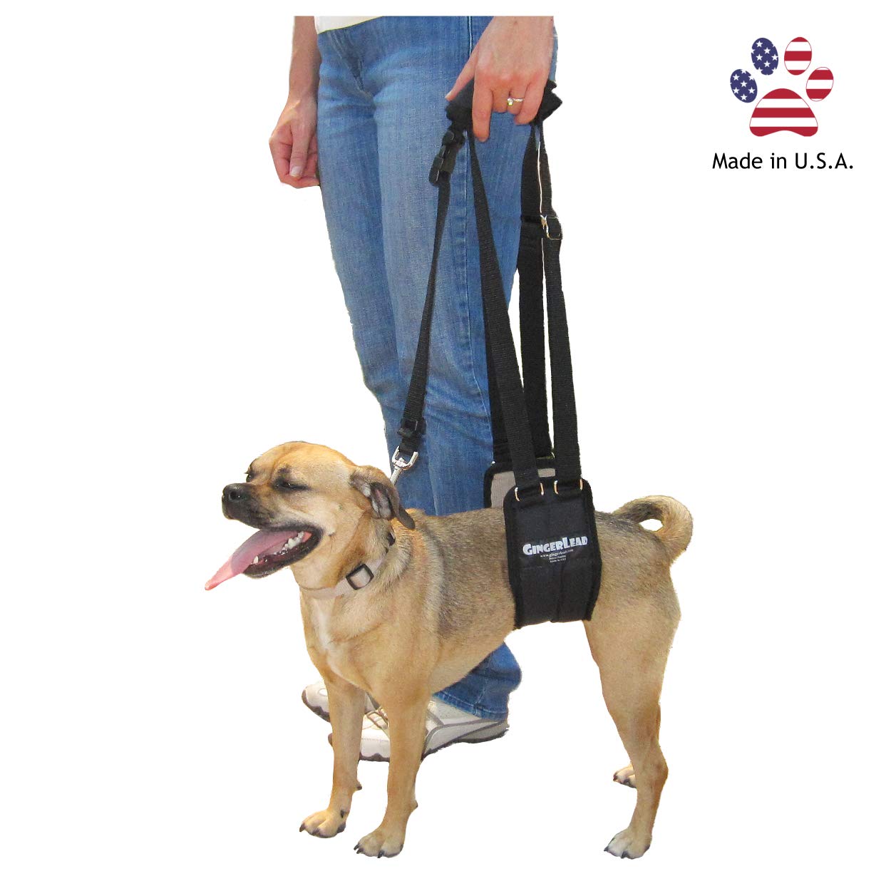 GingerLead harness in use on stairs illustrating mobility support for aging dogs