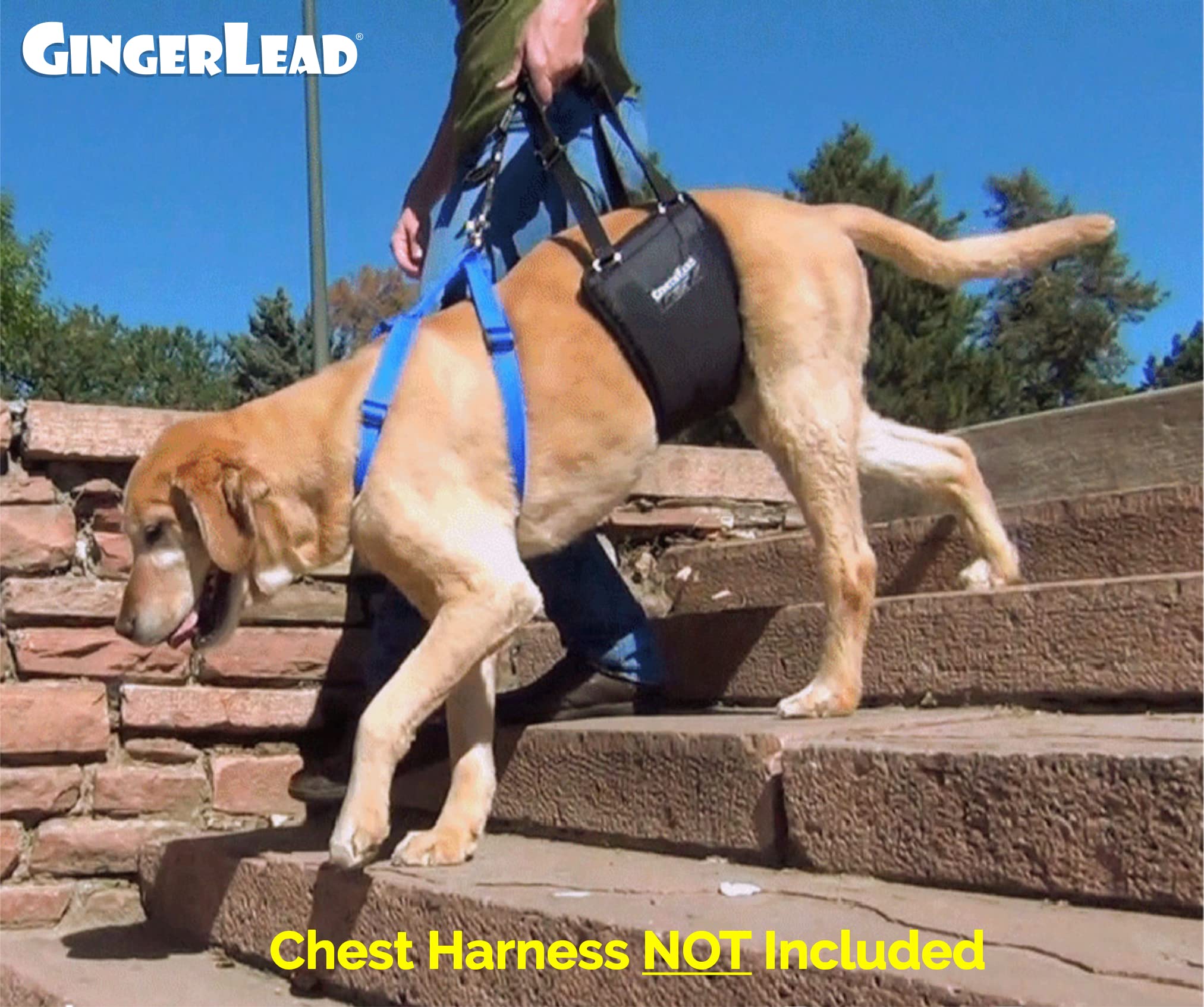 GingerLead integrated-leash harness offers easy control and convenience.