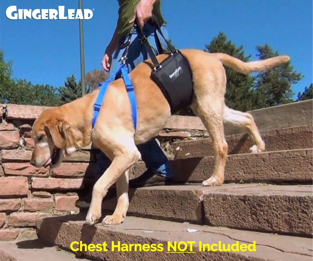 GingerLead integrated-leash harness offers easy control and convenience.