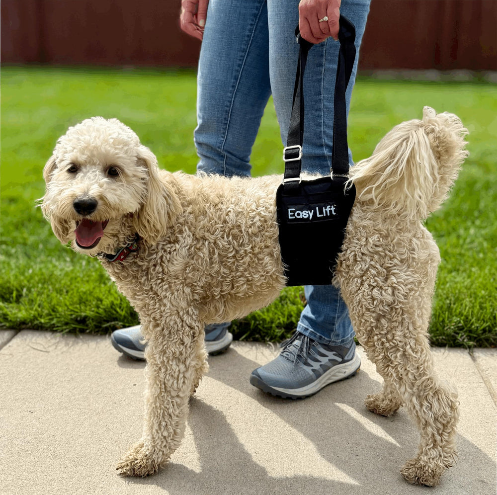 GingerLead stair-access aid helps dogs navigate steps with less strain