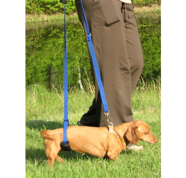 GingerLead used in veterinary settings for recovery and mobility.