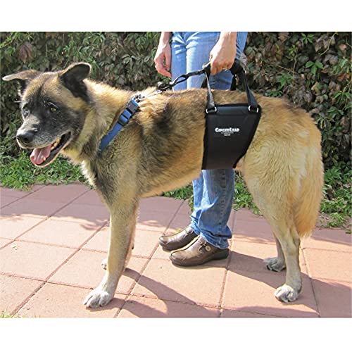GingerLead veterinary-use clinic scene showcases trusted recovery aid for pets.