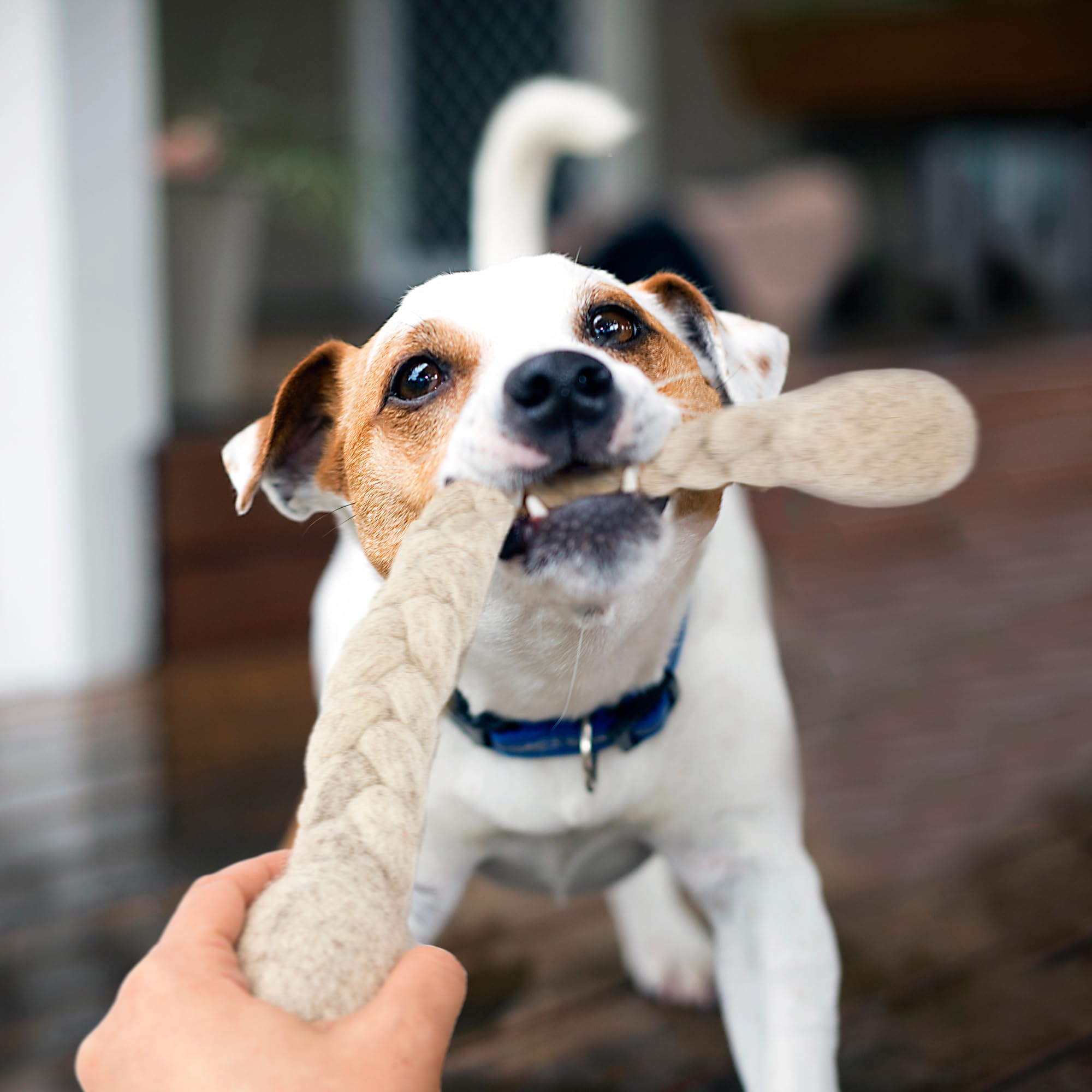 Glaciart One dog rope toy indoor-outdoor use demonstrates versatile play.