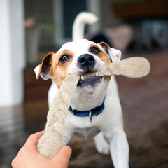 Glaciart One dog rope toy indoor-outdoor use demonstrates versatile play.