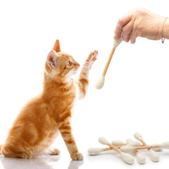 Glaciart One Swabs Cat Toys with Catnip in action demonstrates kitten engagement and exercise
