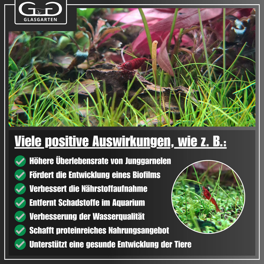 GlasGarten Bacter AE 35g packaging emphasizes compact, shelf-ready probiotic supplement.