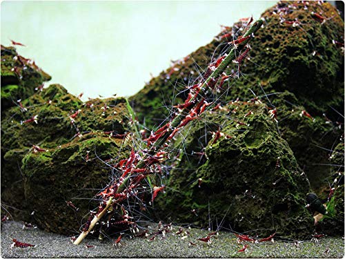 GlasGarten piruletas para camarones con artemia, complemento sabroso.