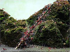 GlasGarten piruletas para camarones con artemia, complemento sabroso.