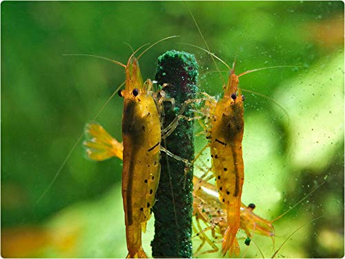 GlasGarten piruletas para camarones 4en1, mezcla versátil.