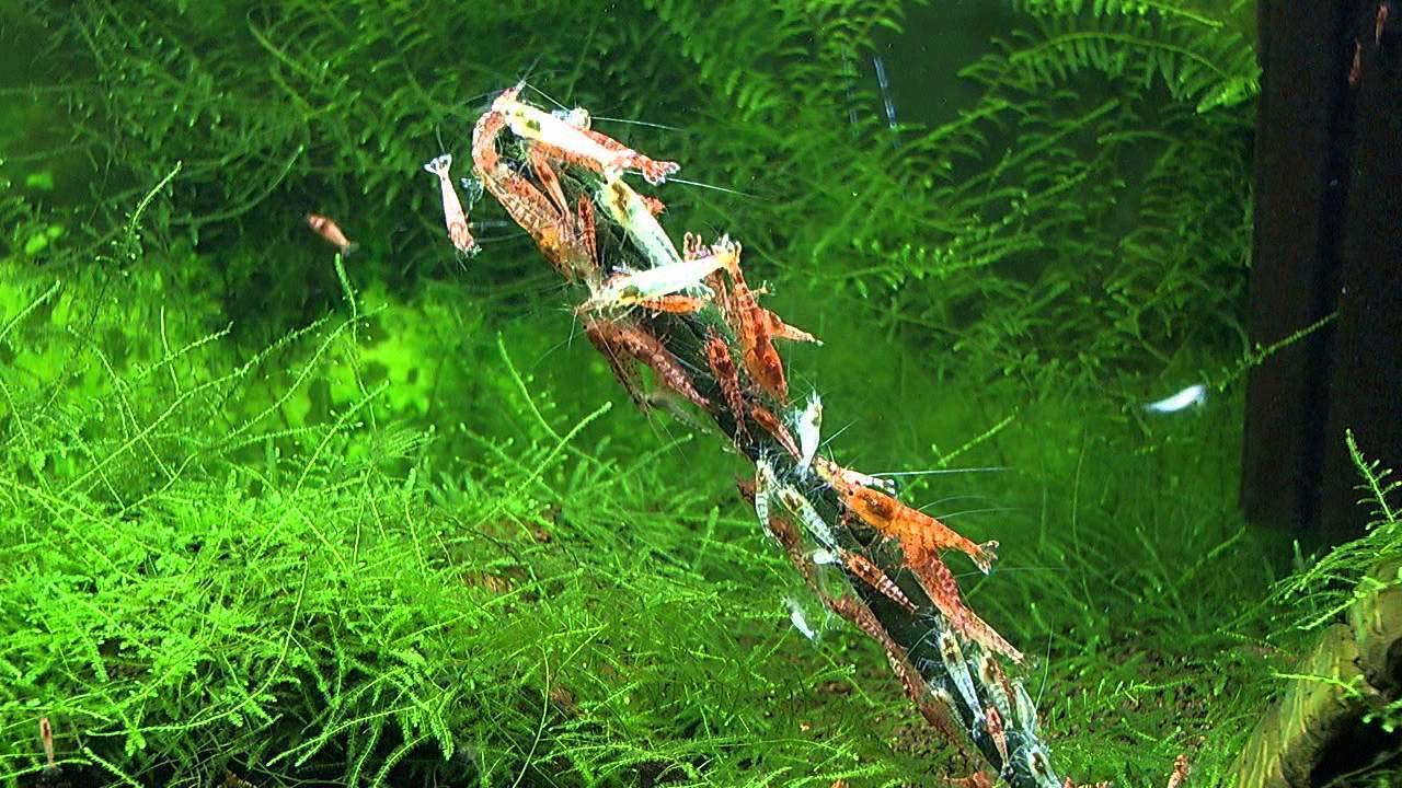 GlasGarten piruletas para camarones con moringa, aporte mineral.