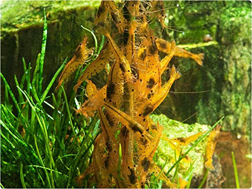 GlasGarten piruletas para camarones con nuez, sabor y textura.