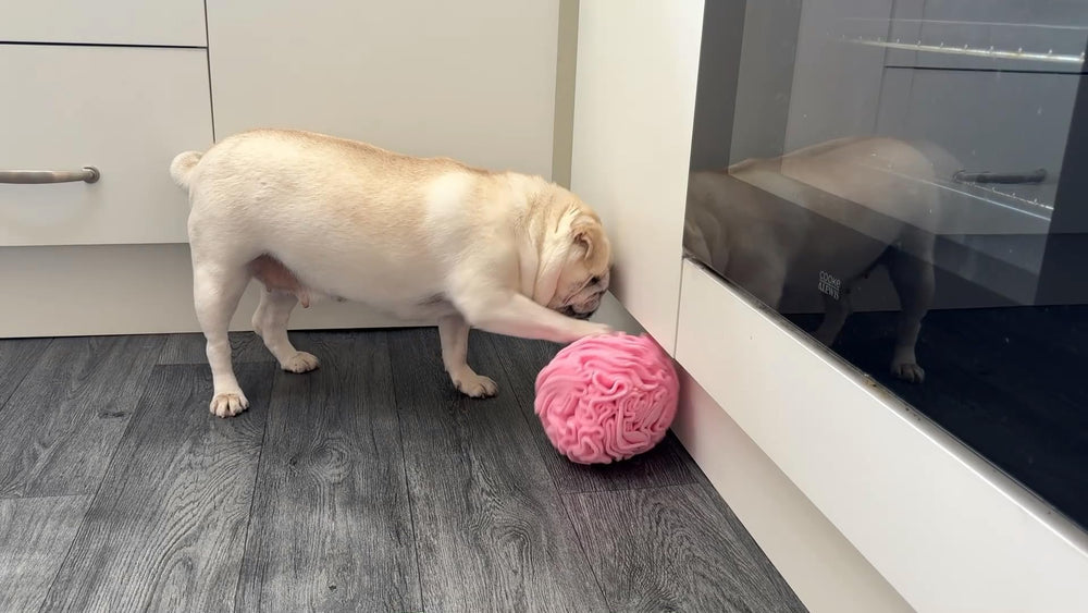 Glory To Dog washable fabric care image highlights easy cleaning after sessions.