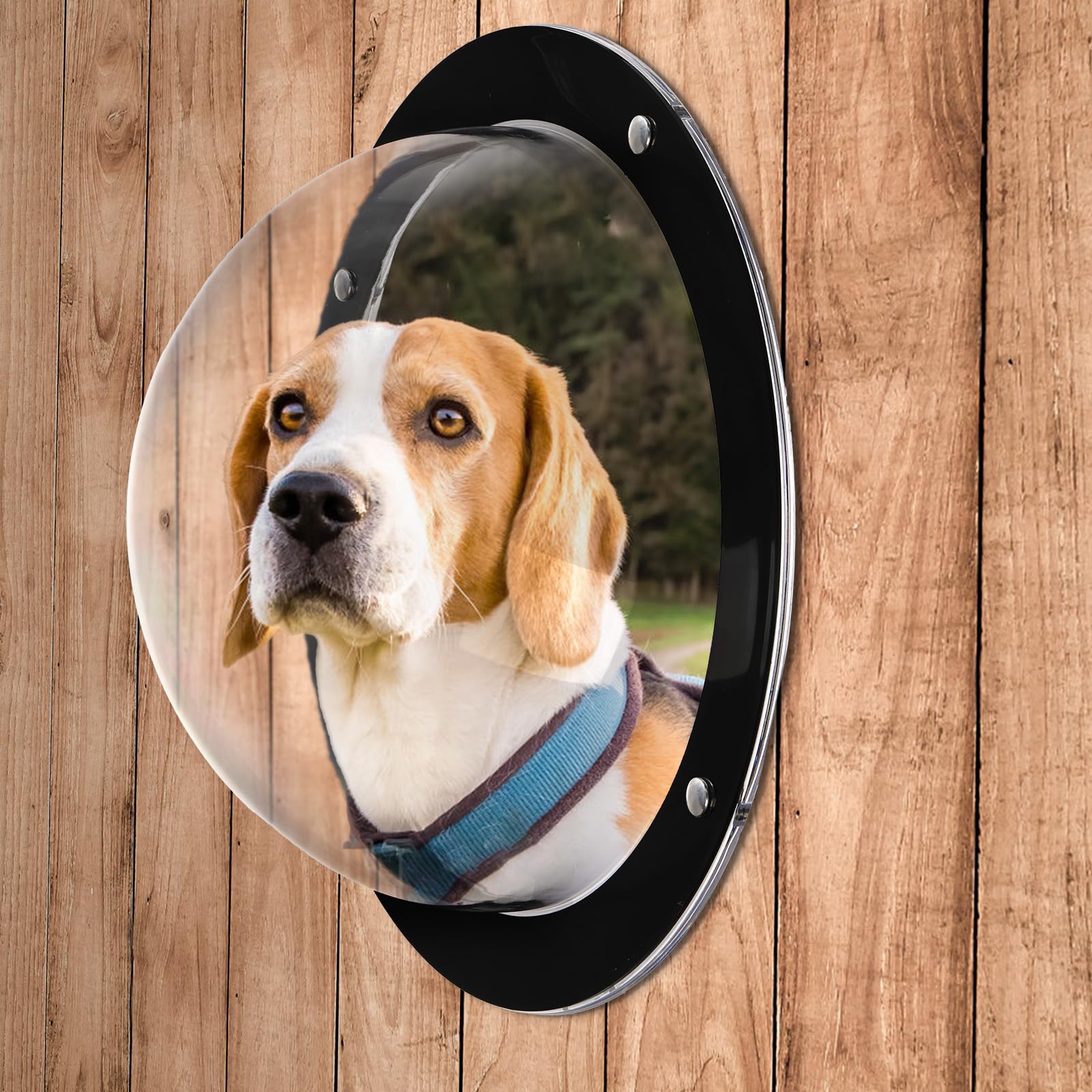 Goaste wide-field view helps dogs observe surroundings without stress