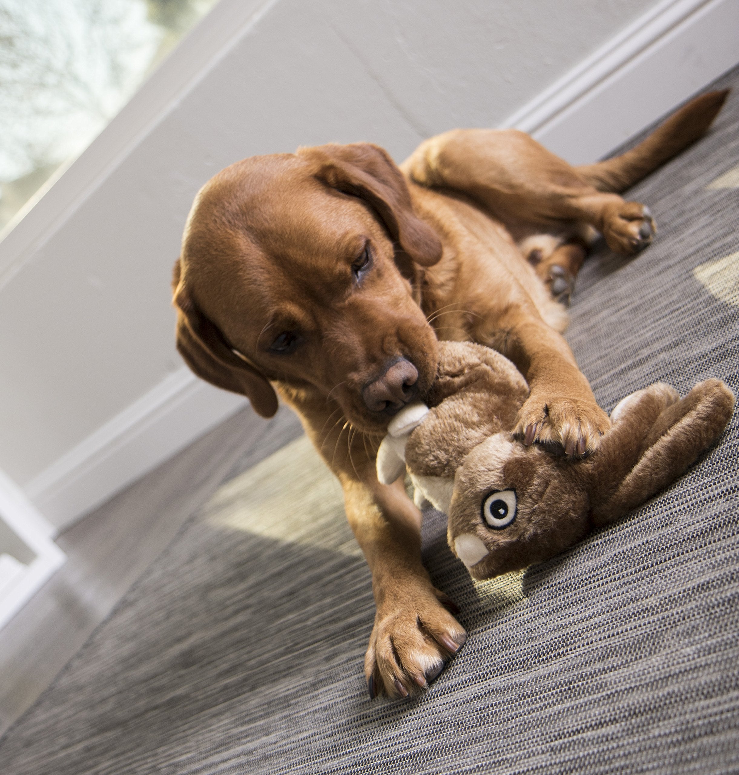 goDog Wildlife conejo-juego interactivo, perfecto para tirar y recoger.