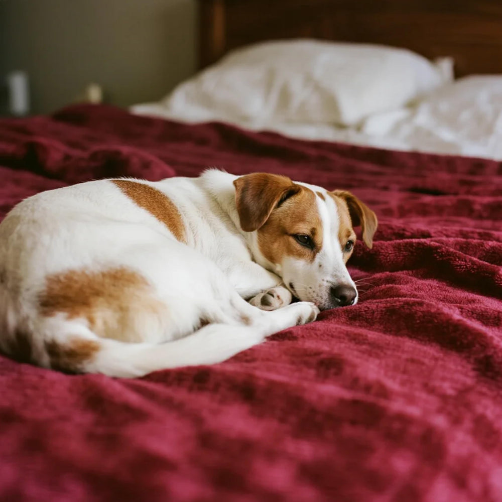 gogobunny soothing sherpa backing helps calm anxious pets during quiet moments