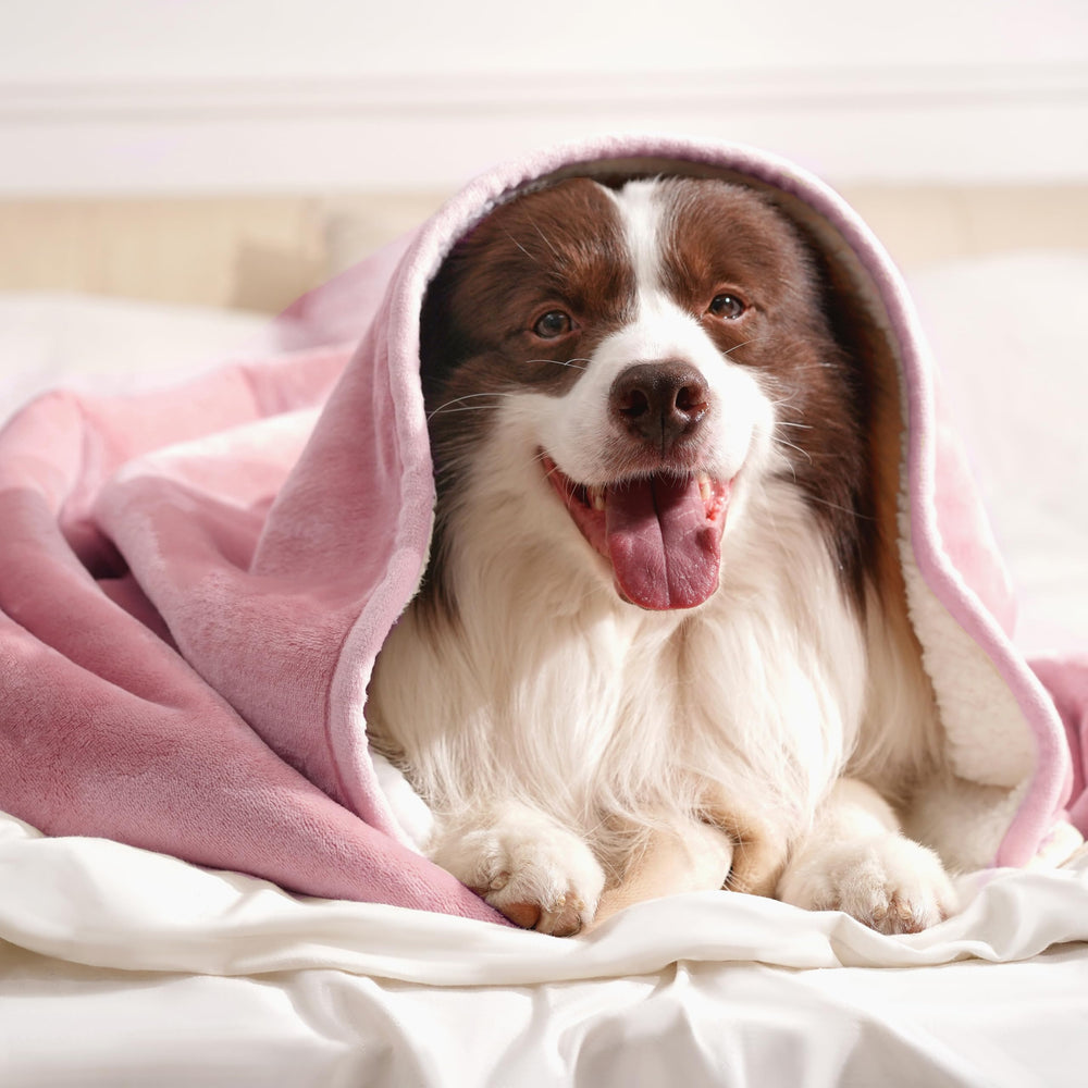 Gogobunny blanket fits car seats to protect upholstery during rides