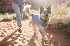 Gold Paw sun shirt lightweight breathable fabric shown for cooling comfort.
