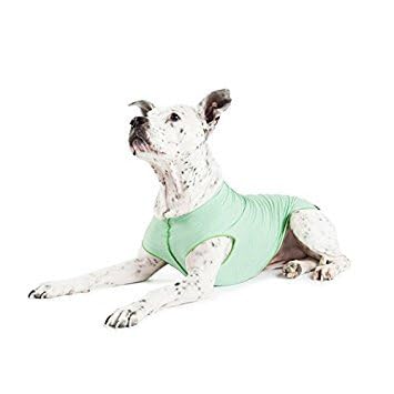 Gold Paw pistachio-green sun shirt on dog demonstrates comfy fit.