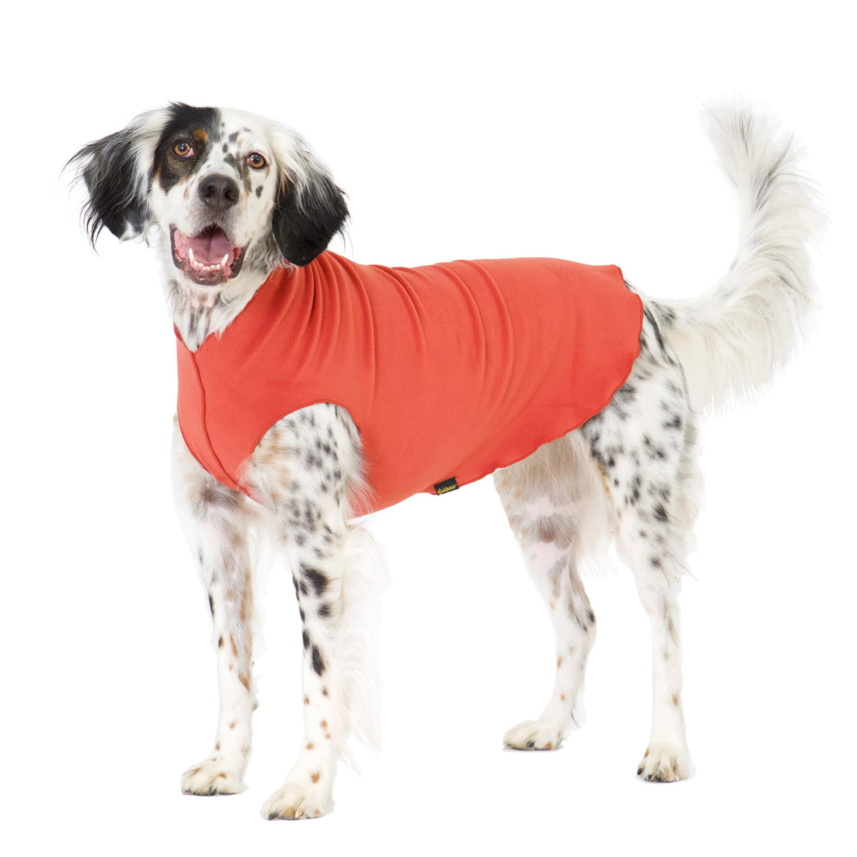 Gold Paw stretchy fleece jacket on a small dog showing warm, snug fit for winter walks