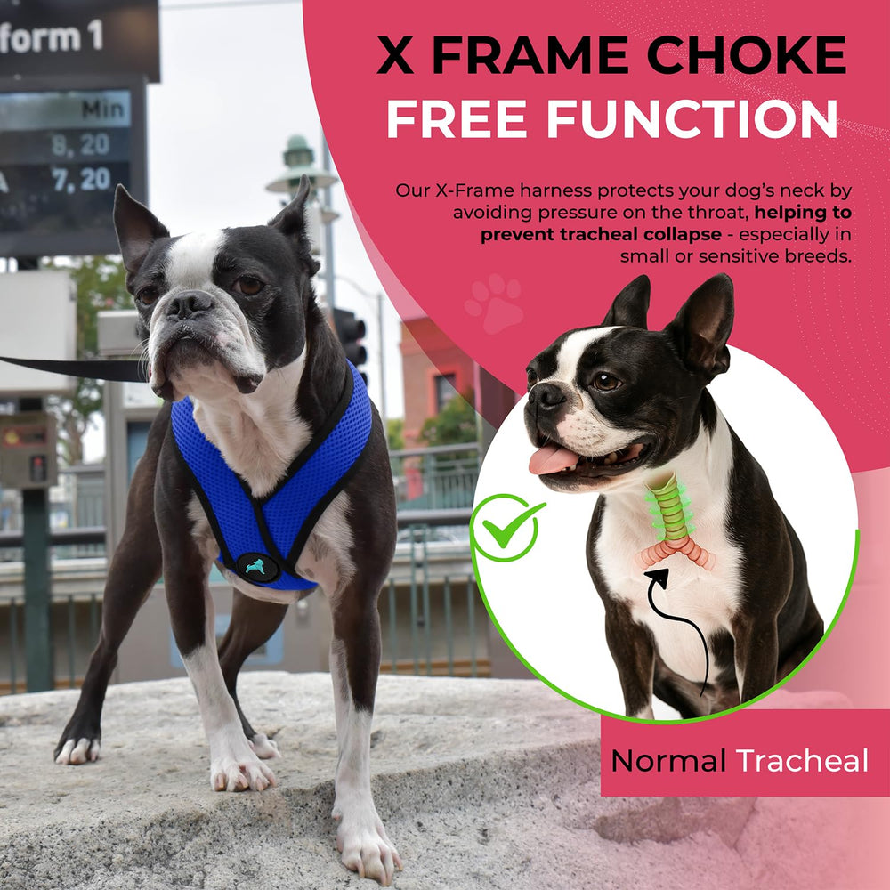 Gooby Comfort X Harness small-dog fit demonstrates chest sizing for comfortable wear.
