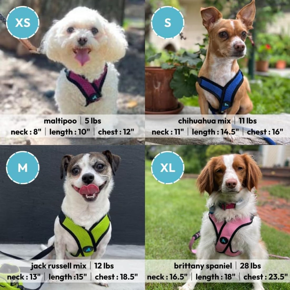 Gooby Comfort X Step in Lite Harness metal D-rings add secure leash attachment.