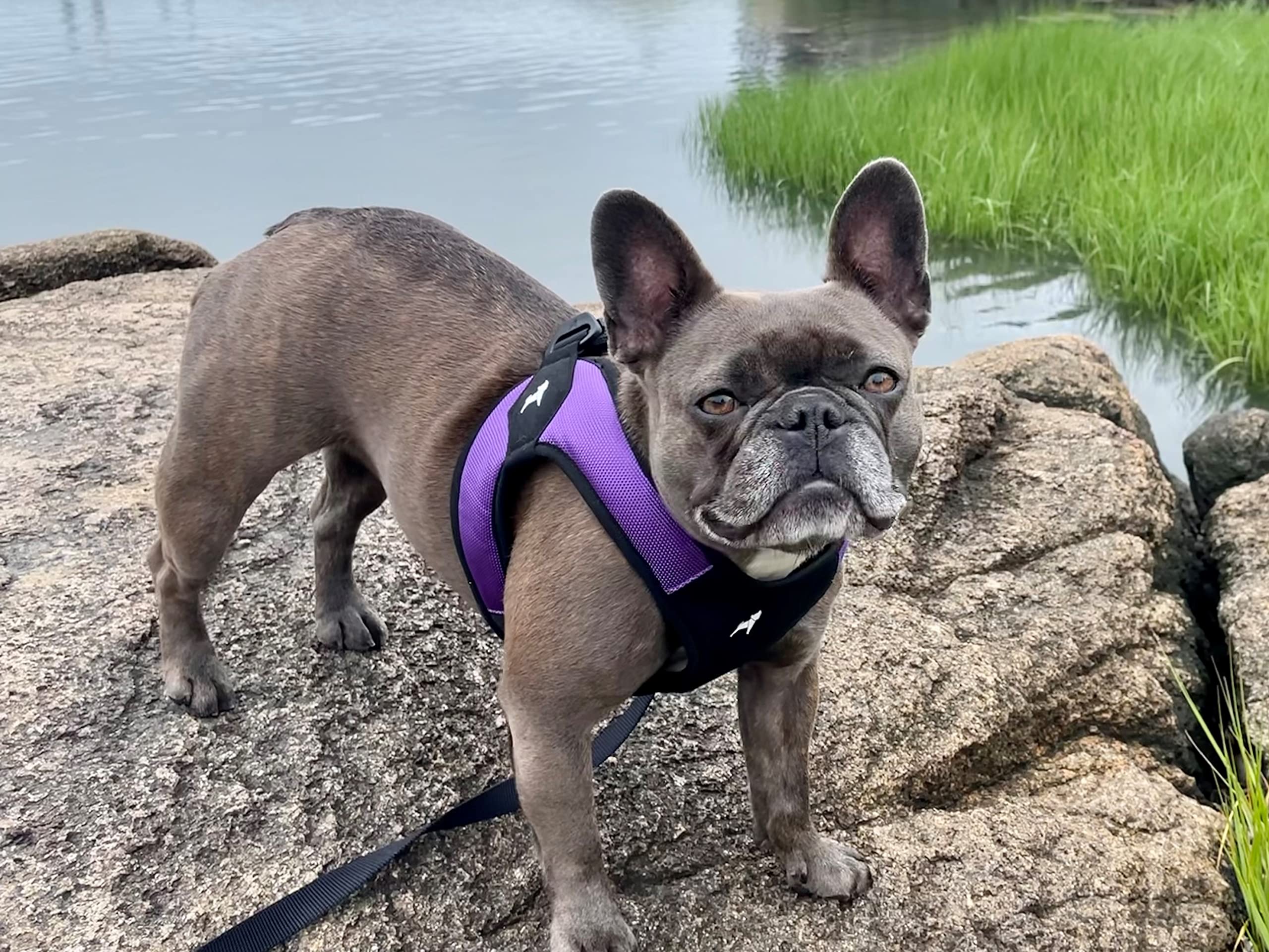 Gooby Escape Free Harness small-dog walk setup demonstrates easy on/off for busy mornings