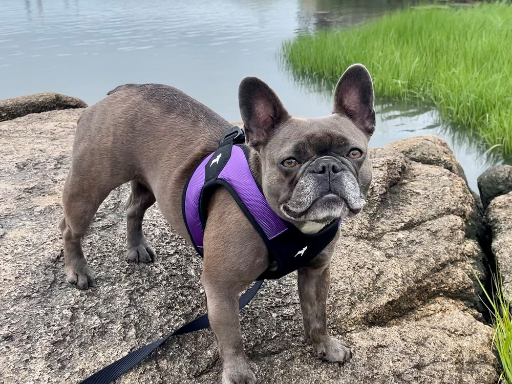 Gooby Escape Free Harness small-dog walk setup demonstrates easy on/off for busy mornings
