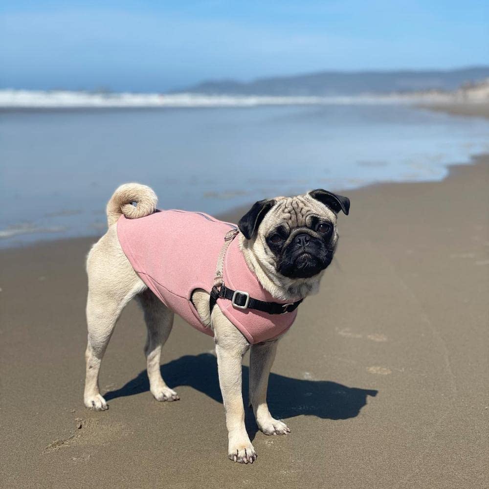 Gooby harness-friendly vest shows versatility when used with a leash-friendly harness