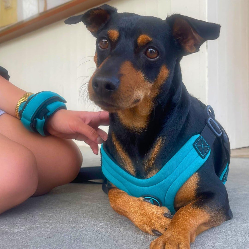 Gooby Neoprene Wrist Band Leash turquoise sporting harness-match shows versatile style pairing