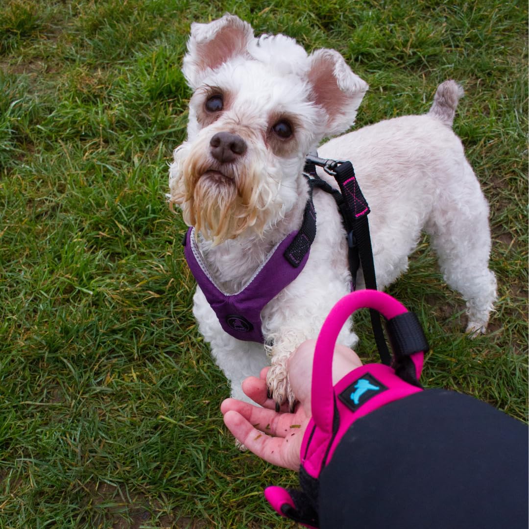 Gooby Neoprene Wrist Band Leash turquoise running view demonstrates hands-free control