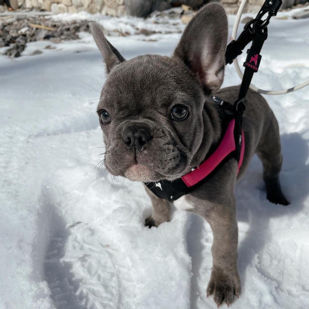Gooby quick-release buckle pink harness suited for on-the-go owners