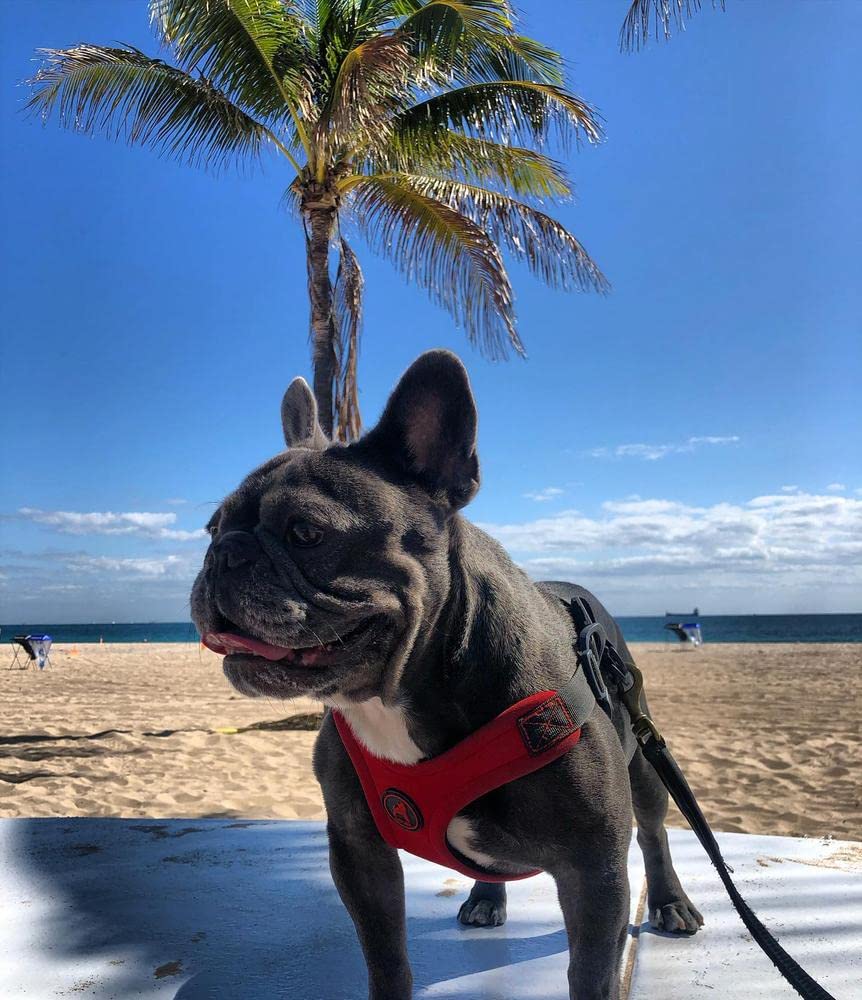 Gooby small dog wearing harness red during a walk for controlled movement