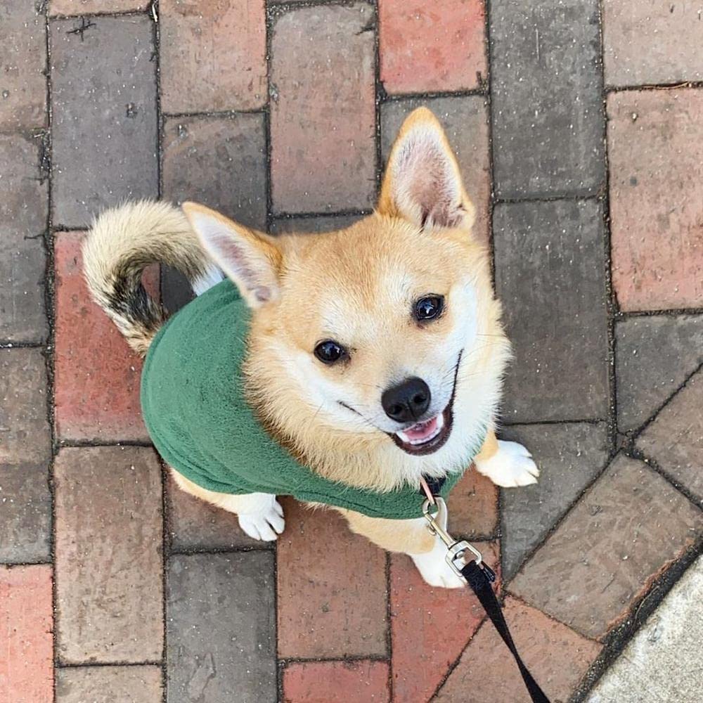 Big-dog fit demonstrated with Gooby Stretch Fleece Vest for dogs over 100 lbs