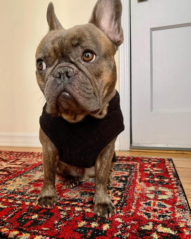 Gooby Stretch Fleece Vest endures daily wear and play.