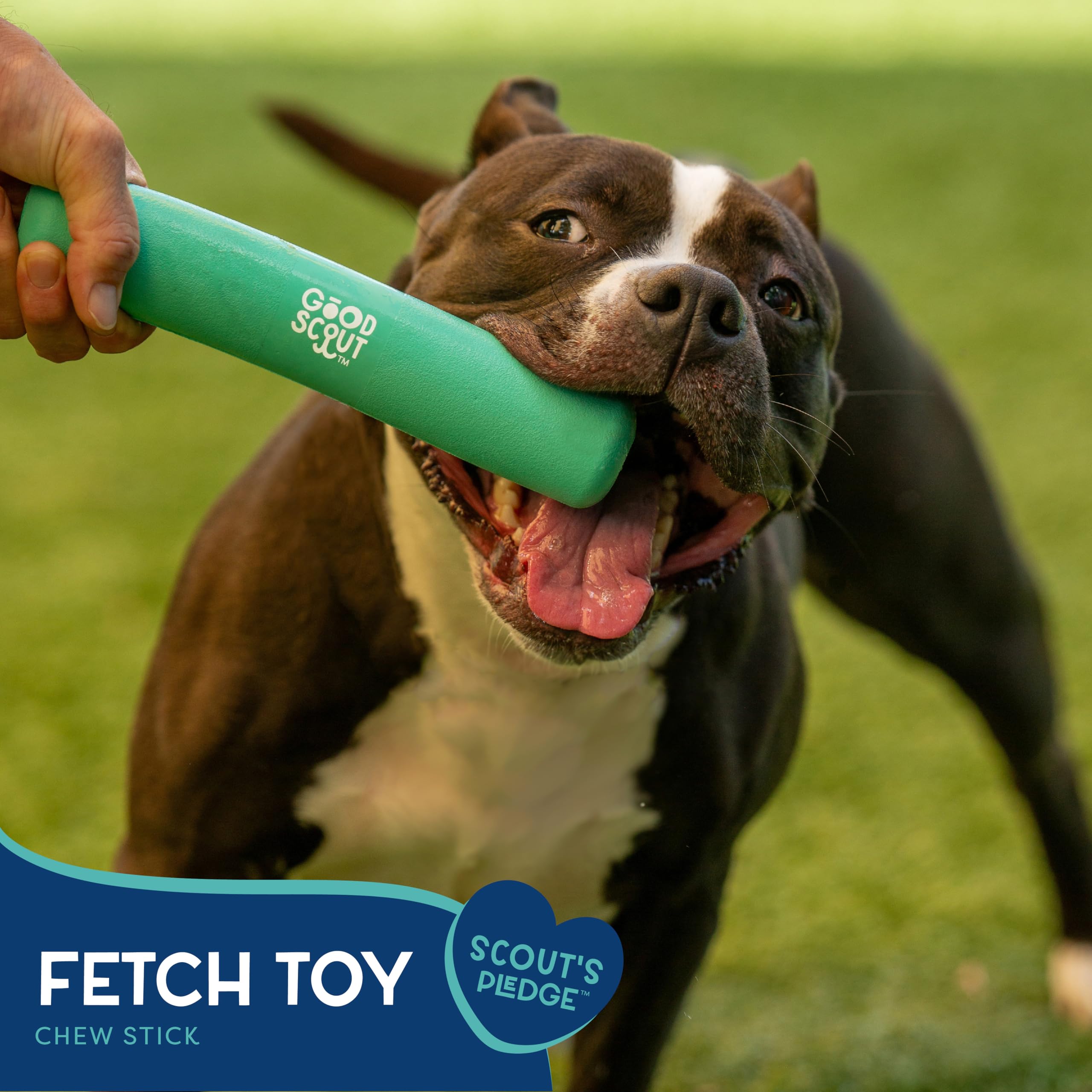 Good Scout Chew Stick puppy fetch action showing colorful, engaging design