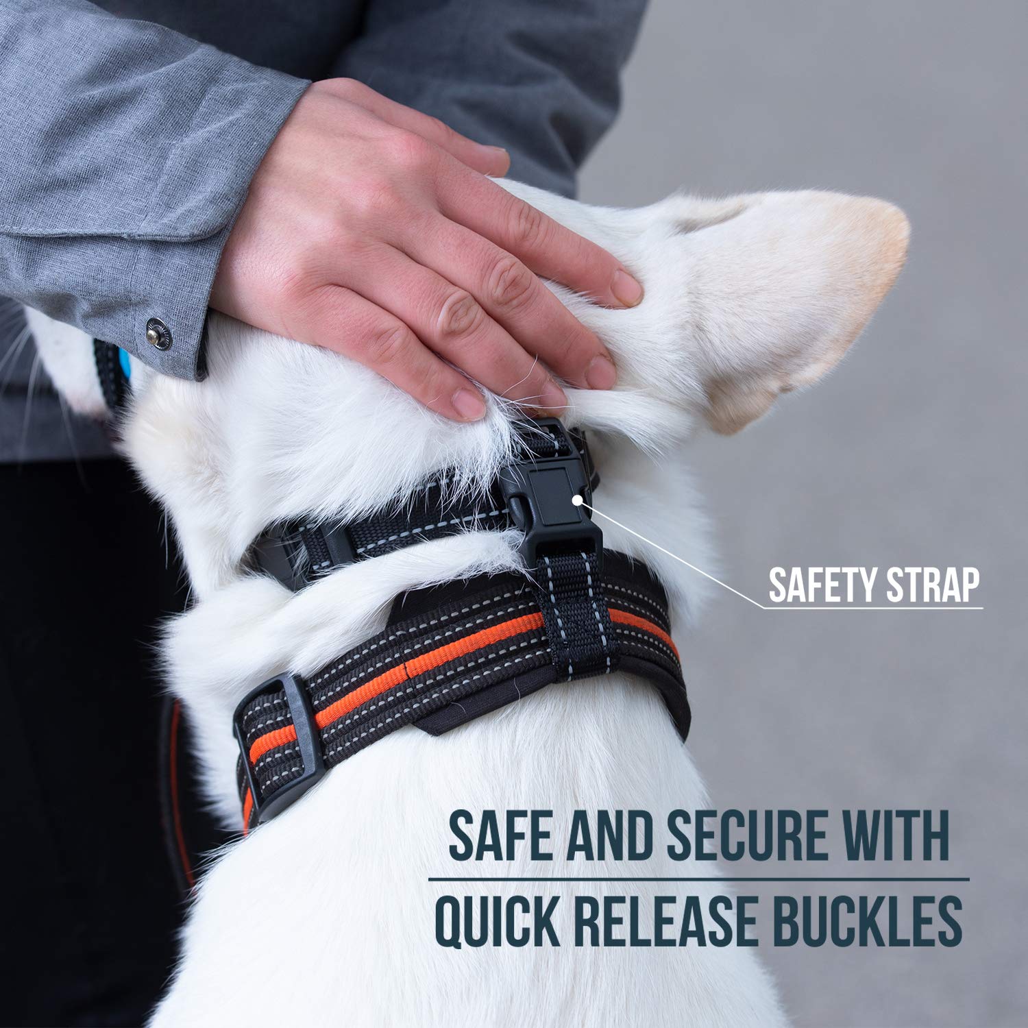 GoodBoy head halter reflective stitching improves visibility during evening walks