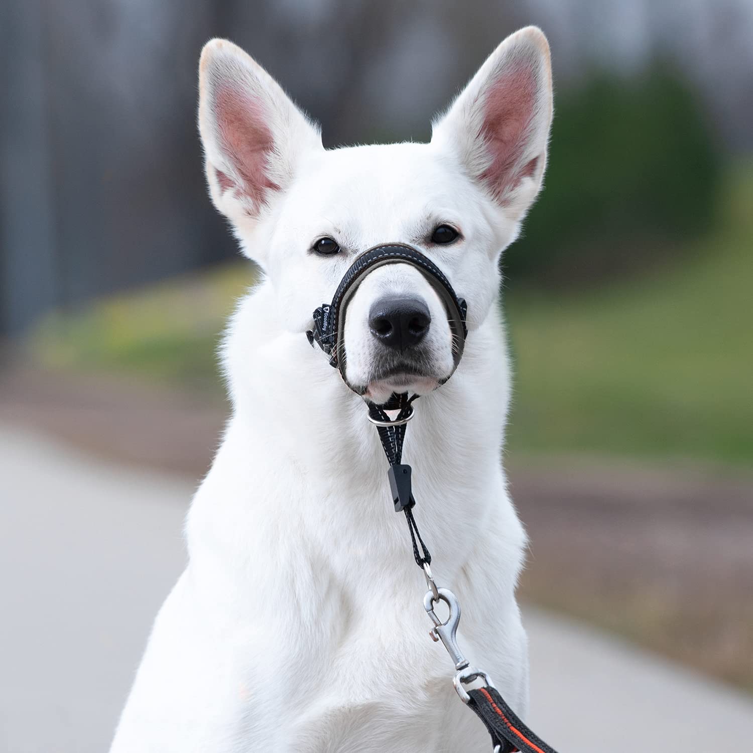 GoodBoy head halter size chart helps select the right fit