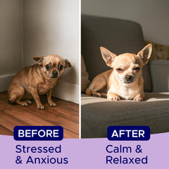 GOODGROWLIES Advanced Calming Chews dog on couch enjoying relaxed downtime after a walk.